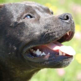 Détention de chiens dangereux