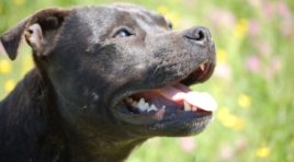 Détention de chiens dangereux