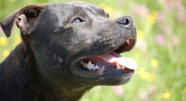 Détention de chiens dangereux