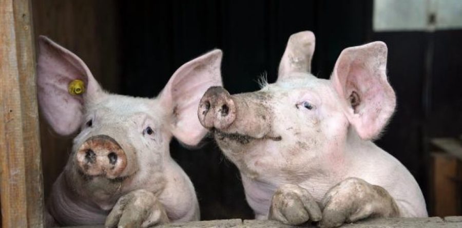 VIGILANCE – PESTE PORCINE AFRICAINE